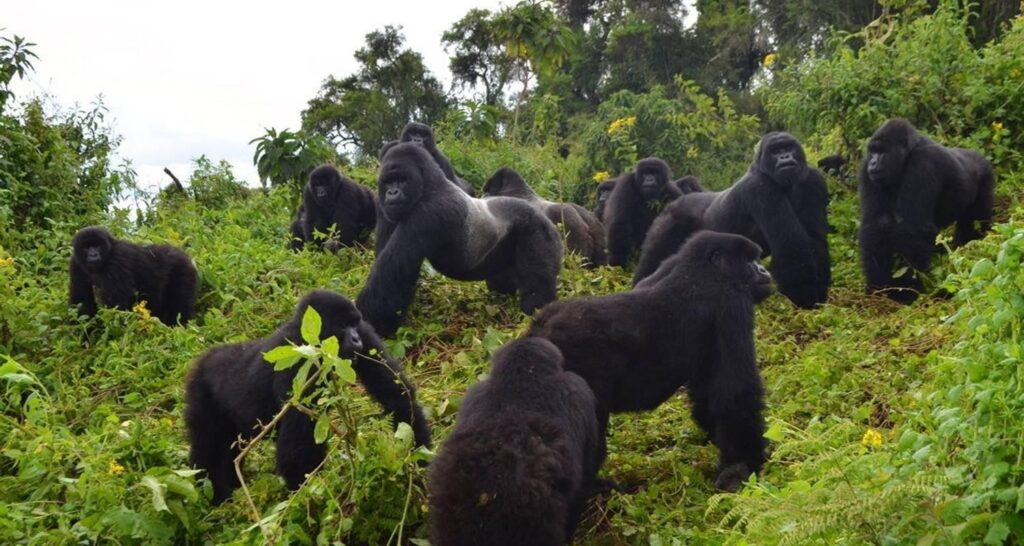 gorilla trekking