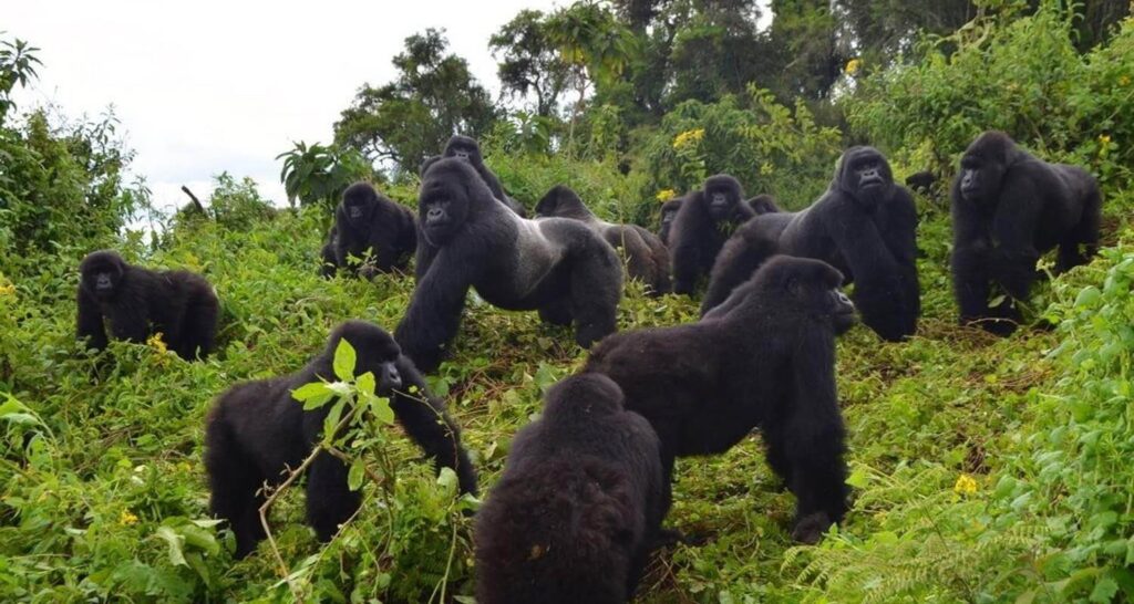 gorilla trekking