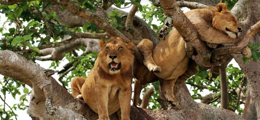 ugada lions in tree