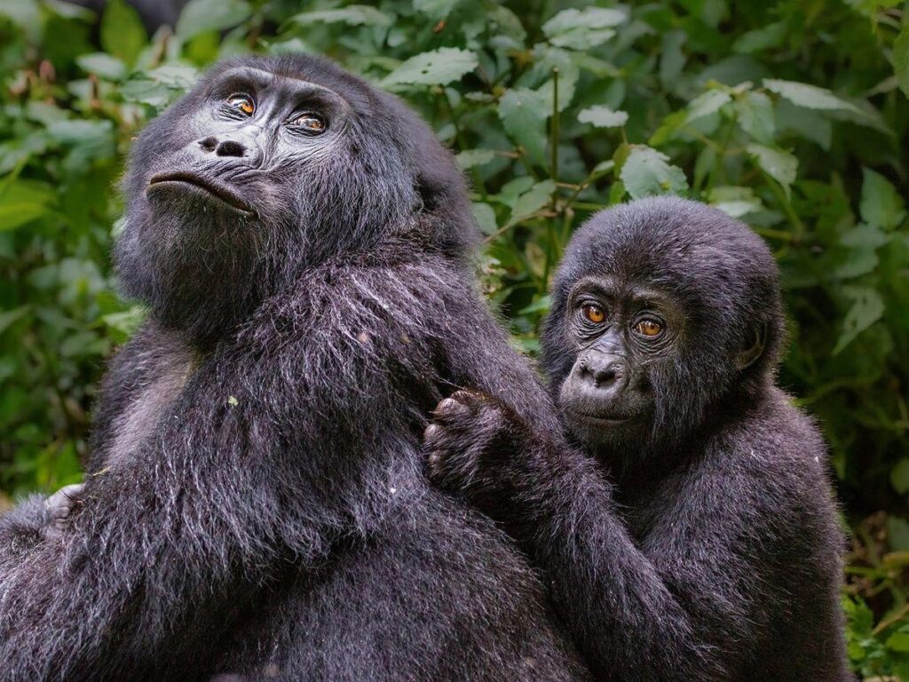 Gorilla Encounters