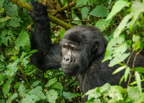 uganda gorilla head
