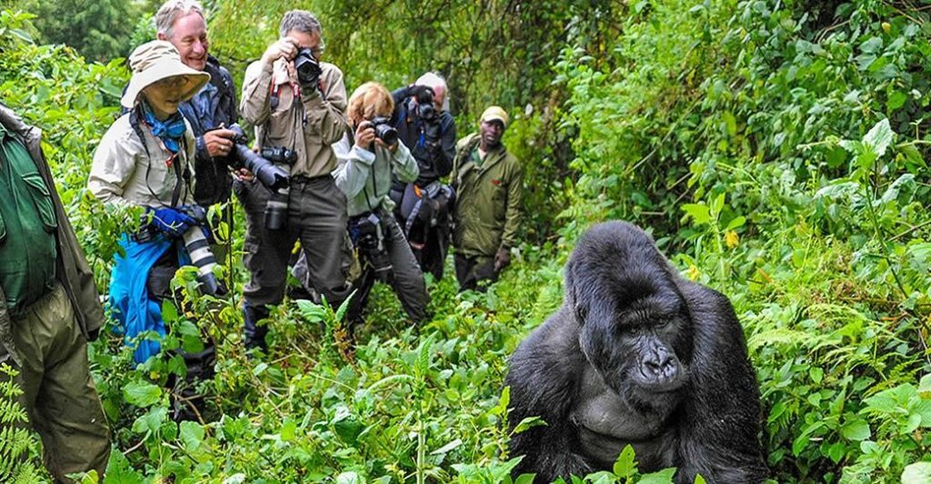 Uganda gorilla trekking experience reserved for the few