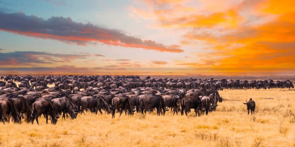 Kenya Luxury Safari Experience