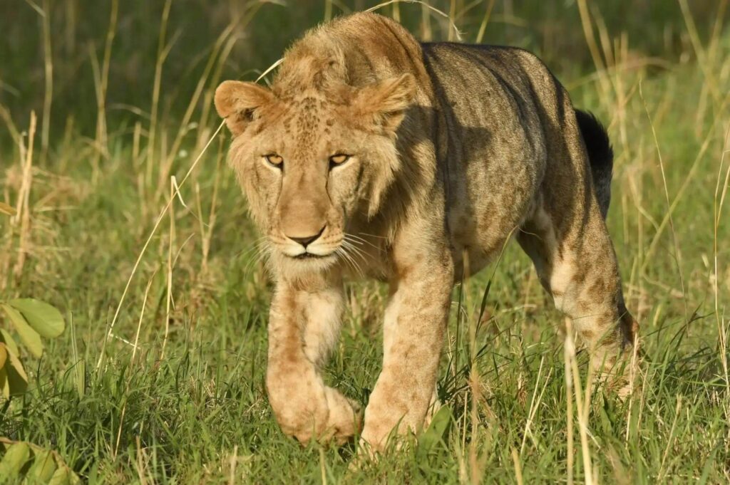 Kenya Lion Walking Safari Experience
