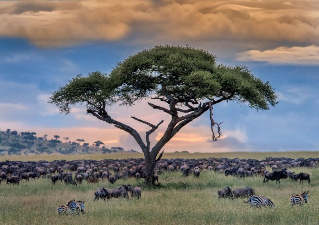 Uganda Wildlife