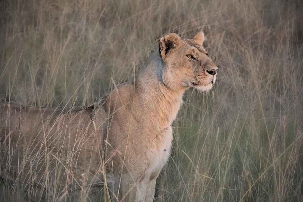 uganda lioness