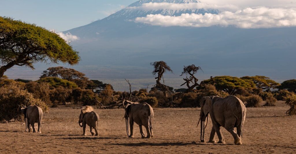 A herd of African elephants walking on savannah with Mount Kilimanjaro in the background.
