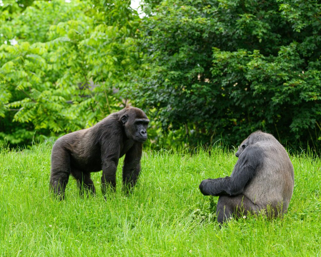 Two gorillas in a natural, green setting engaging with each other, showcasing wildlife behavior.