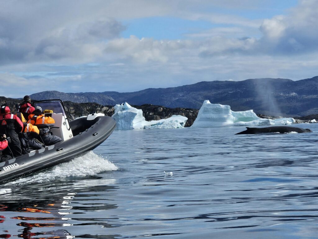 People in a boat observe icebergs and a whale in Ilulissat's icy waters.